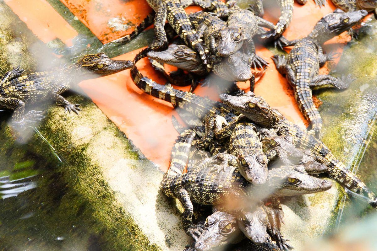 Father Crocodile Carrying 100 Babies