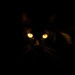 He Filmed His Cat’s All-Night Stare