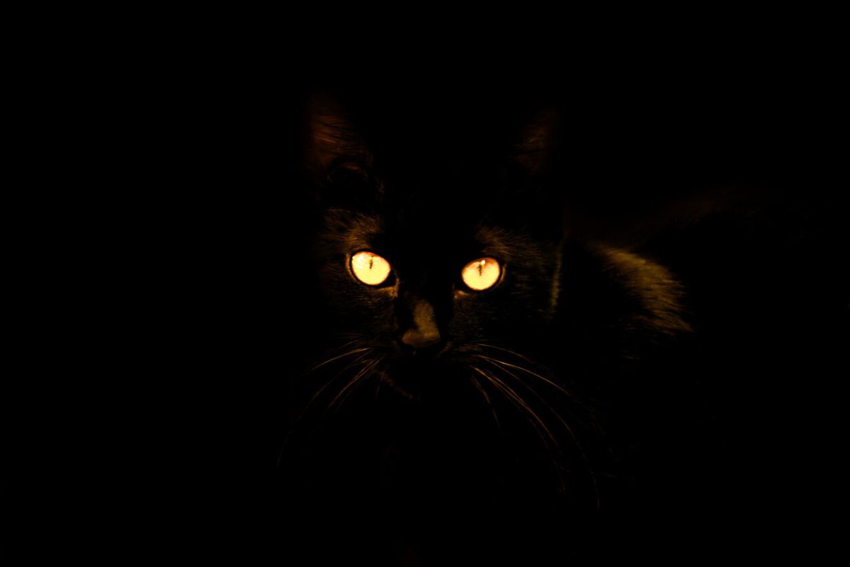 He Filmed His Cat’s All-Night Stare