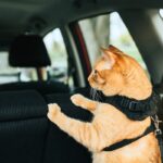 50 cats