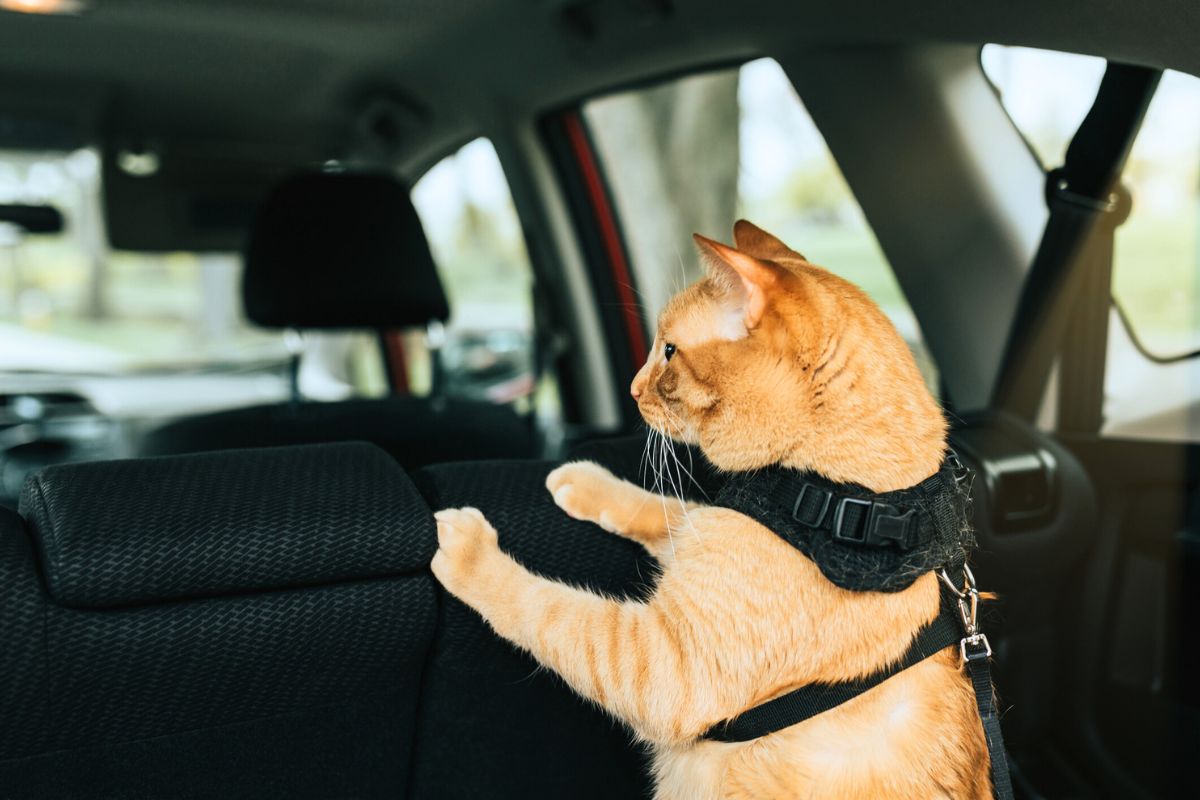 50 cats