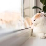Cat to Forget You