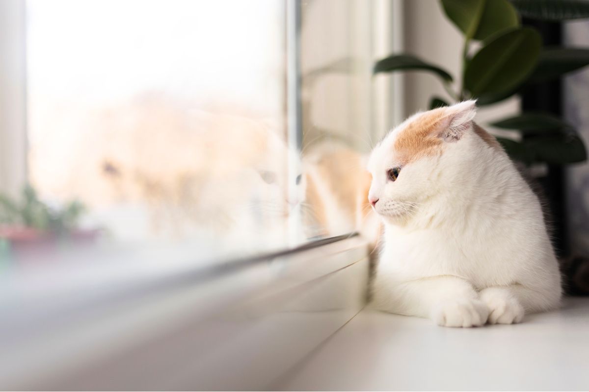 Cat to Forget You