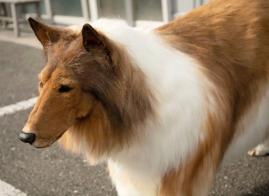 Collie