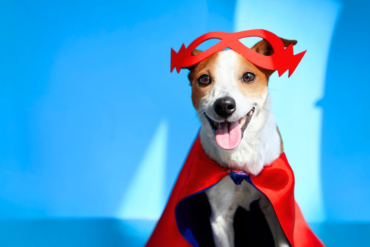 Japanese man spent €14,000 to become a dog