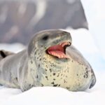 This wild animal sings nursery rhymes