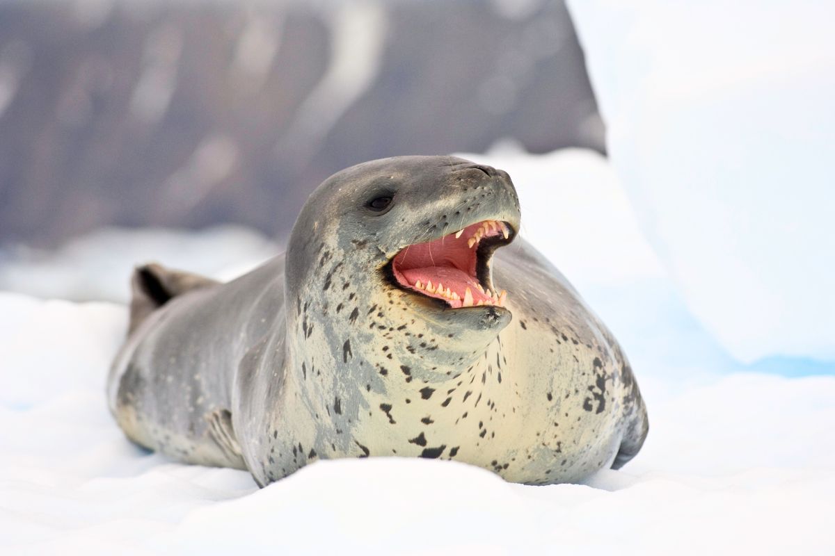 This wild animal sings nursery rhymes