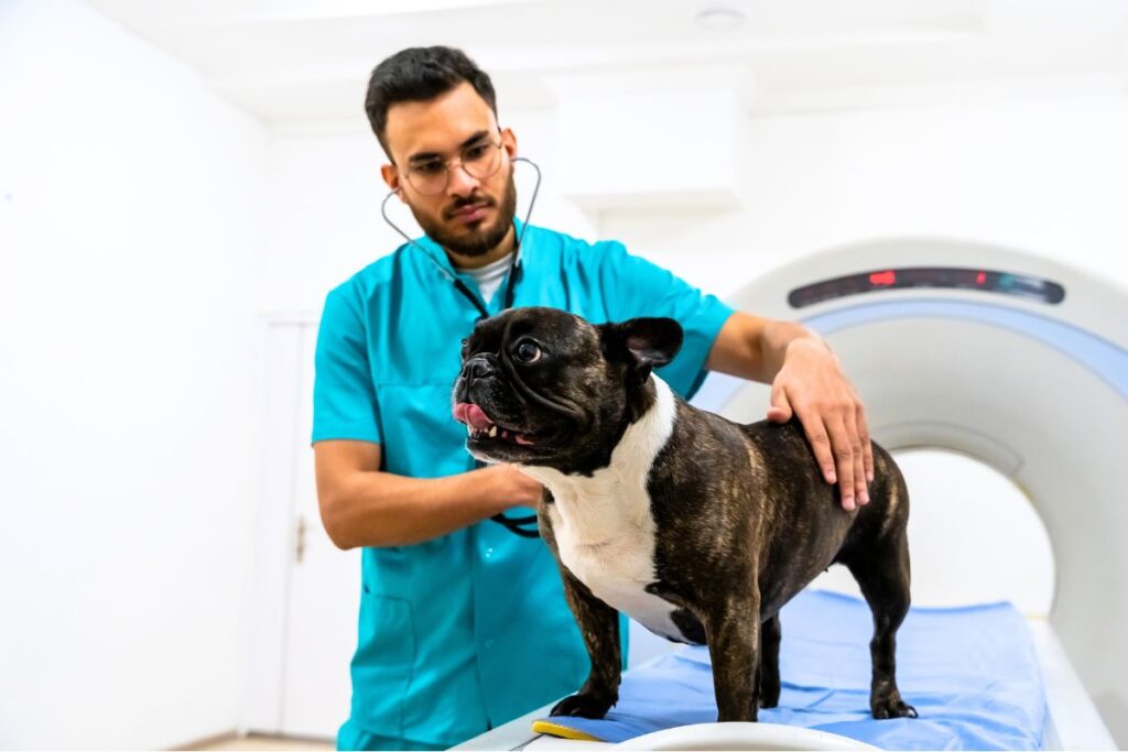 Warning Dog Owners Against This Trend