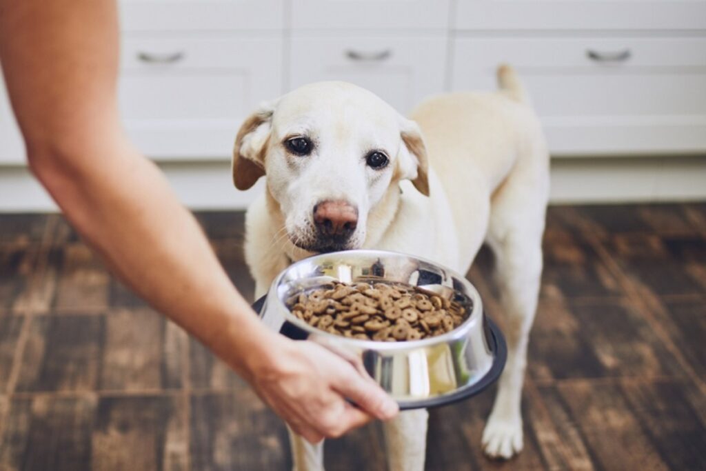 dog biscuits