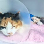 injured cat