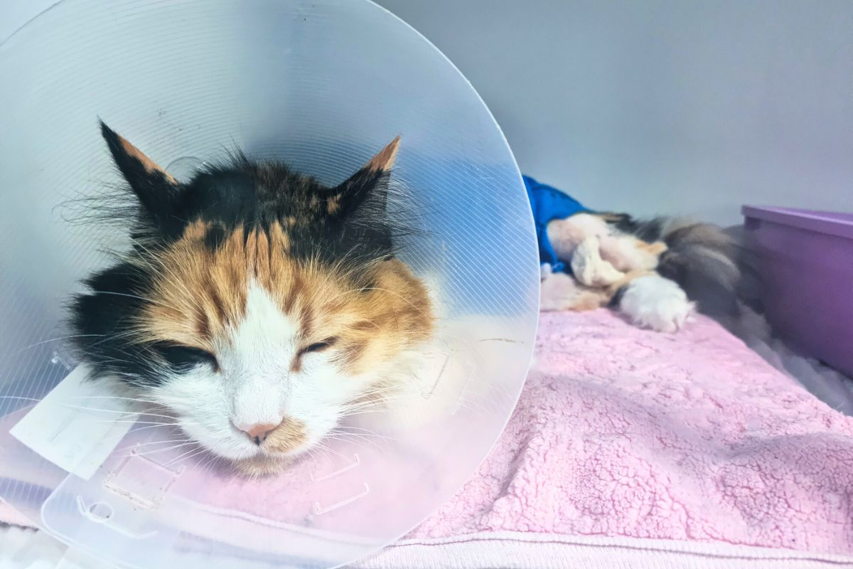 injured cat