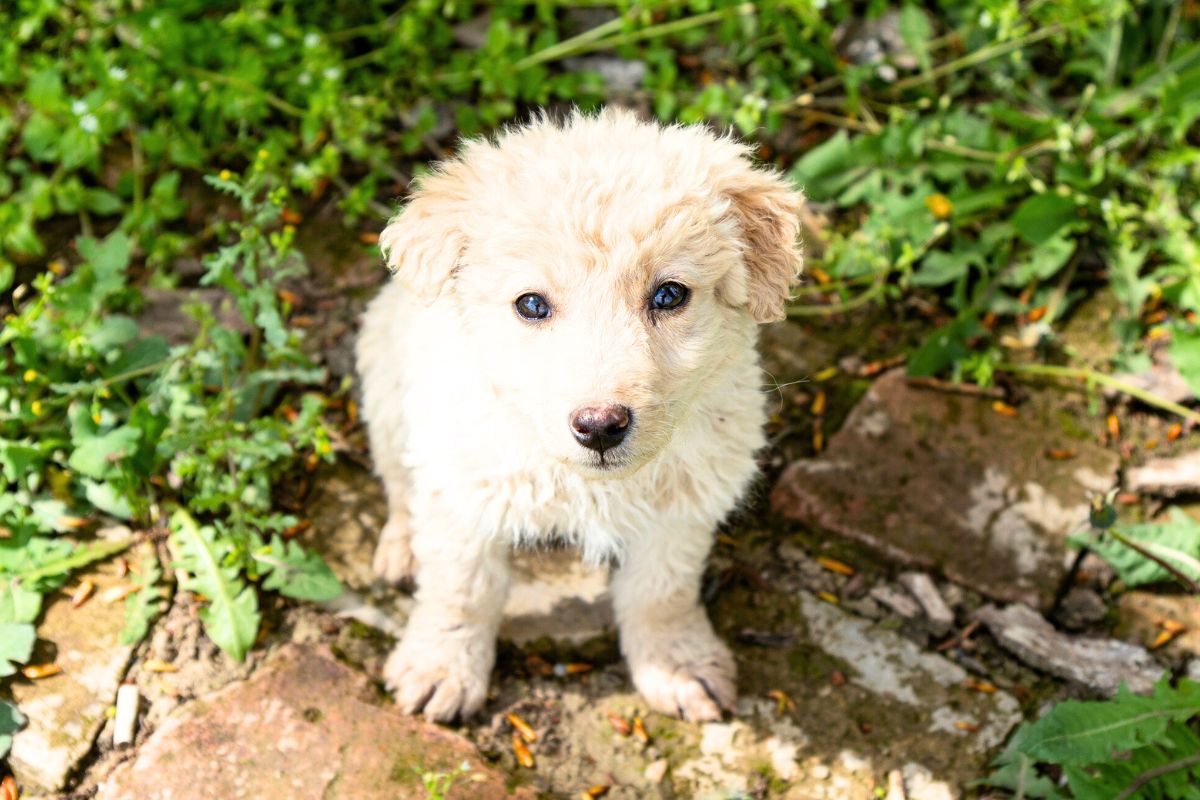 injured puppy