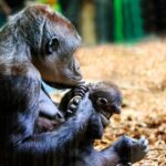 mother gorilla