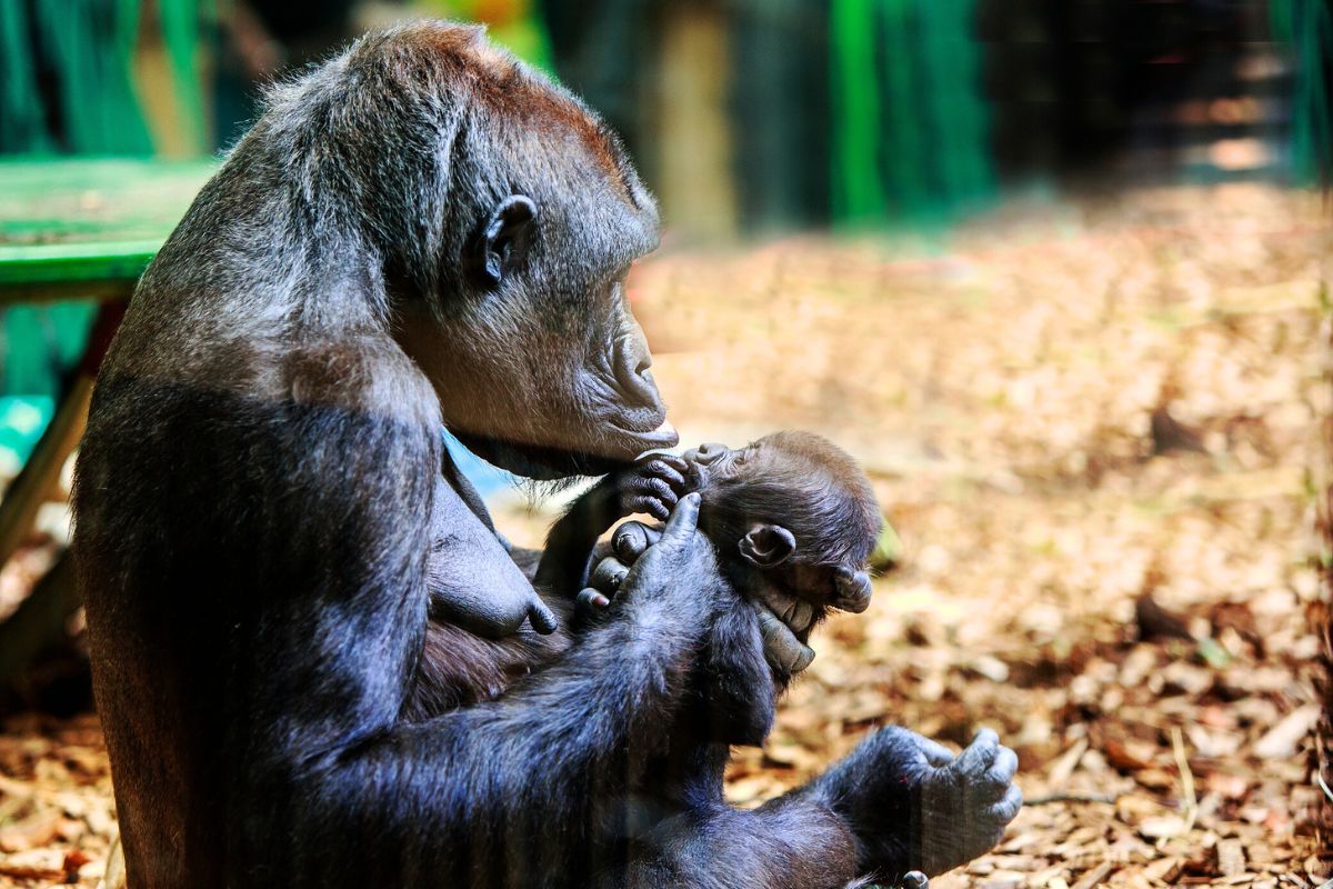 mother gorilla