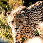 wildlife photographer and a cheetah