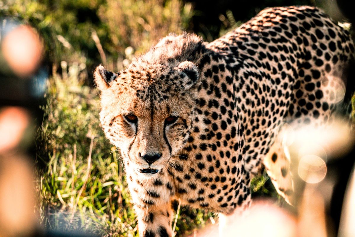 wildlife photographer and a cheetah