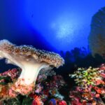 The largest living creature on Earth